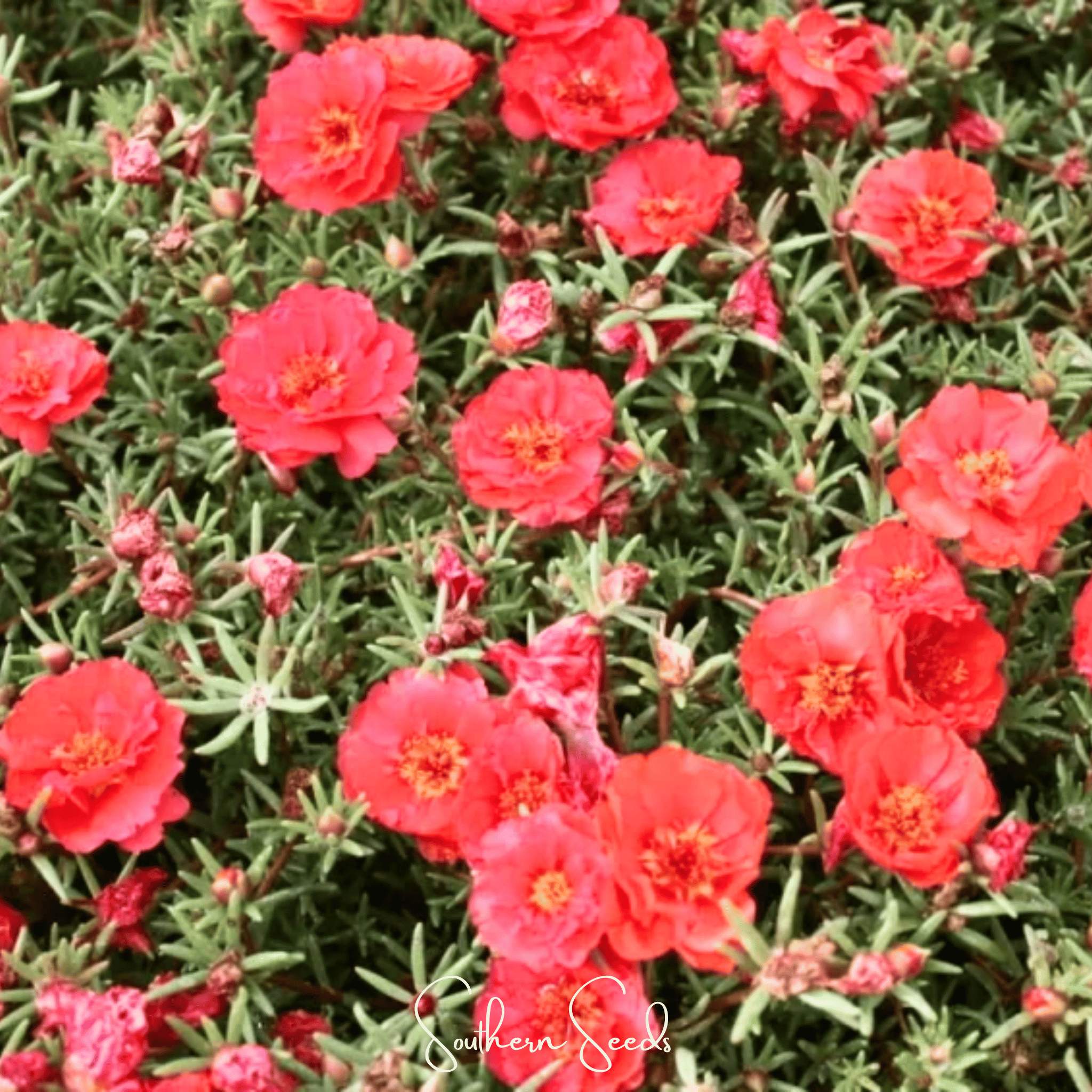 Red Moss Rose – 250 Seeds