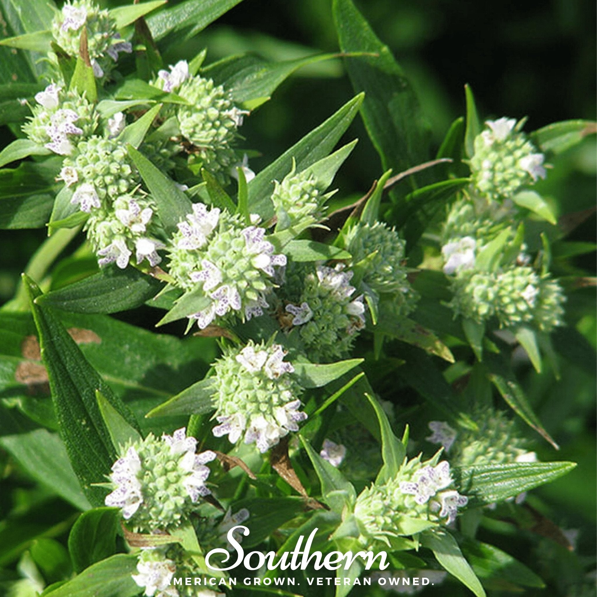 Mountain Mint – 100 Seeds
