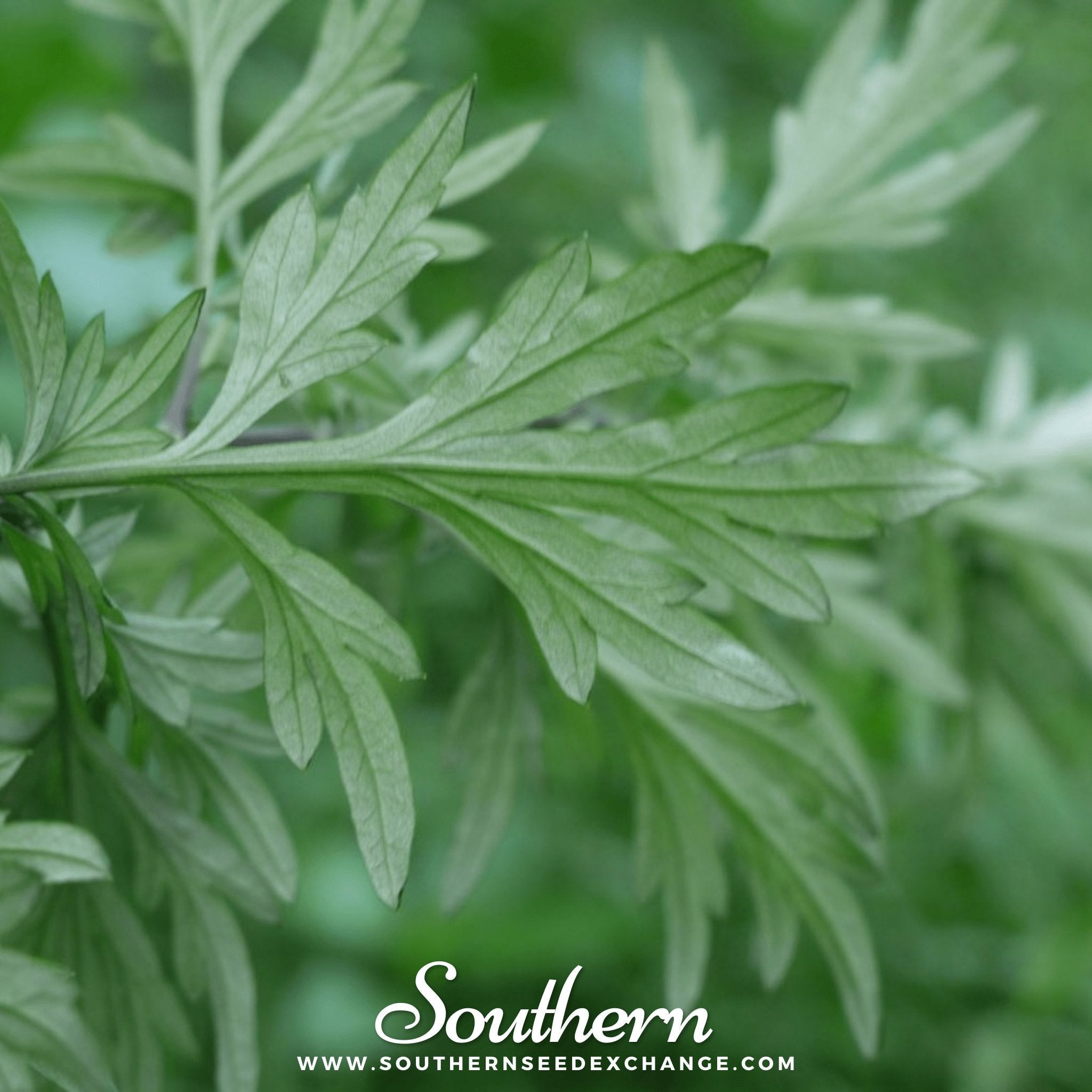 Mugwort – 200 Seeds