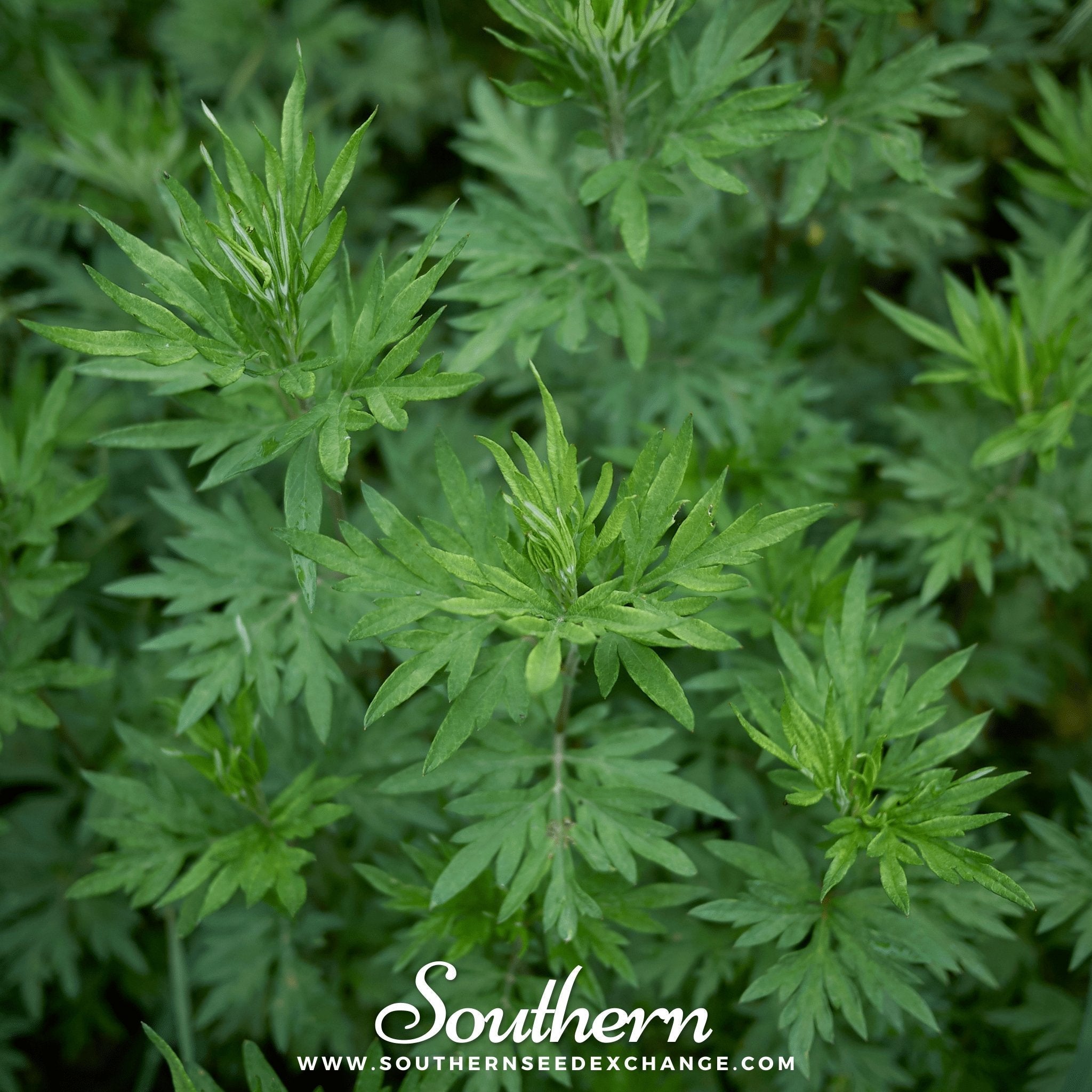Mugwort – 200 Seeds