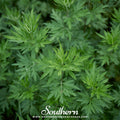 Mugwort Seeds - 200 Heirloom Artemisia vulgaris Perennial Herb for Herbal, Spiritual, and Pollinator Gardens