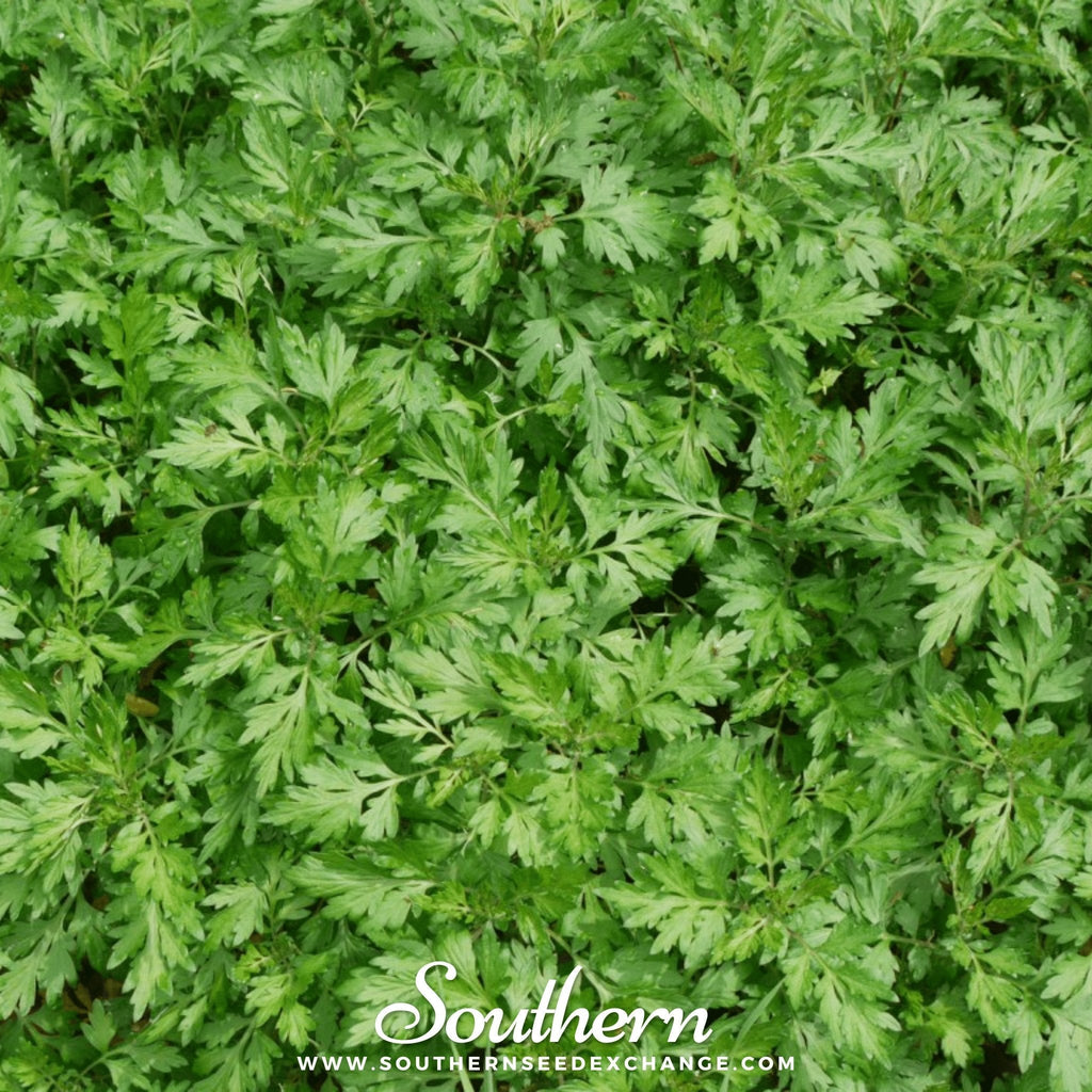 Mugwort – 200 Seeds