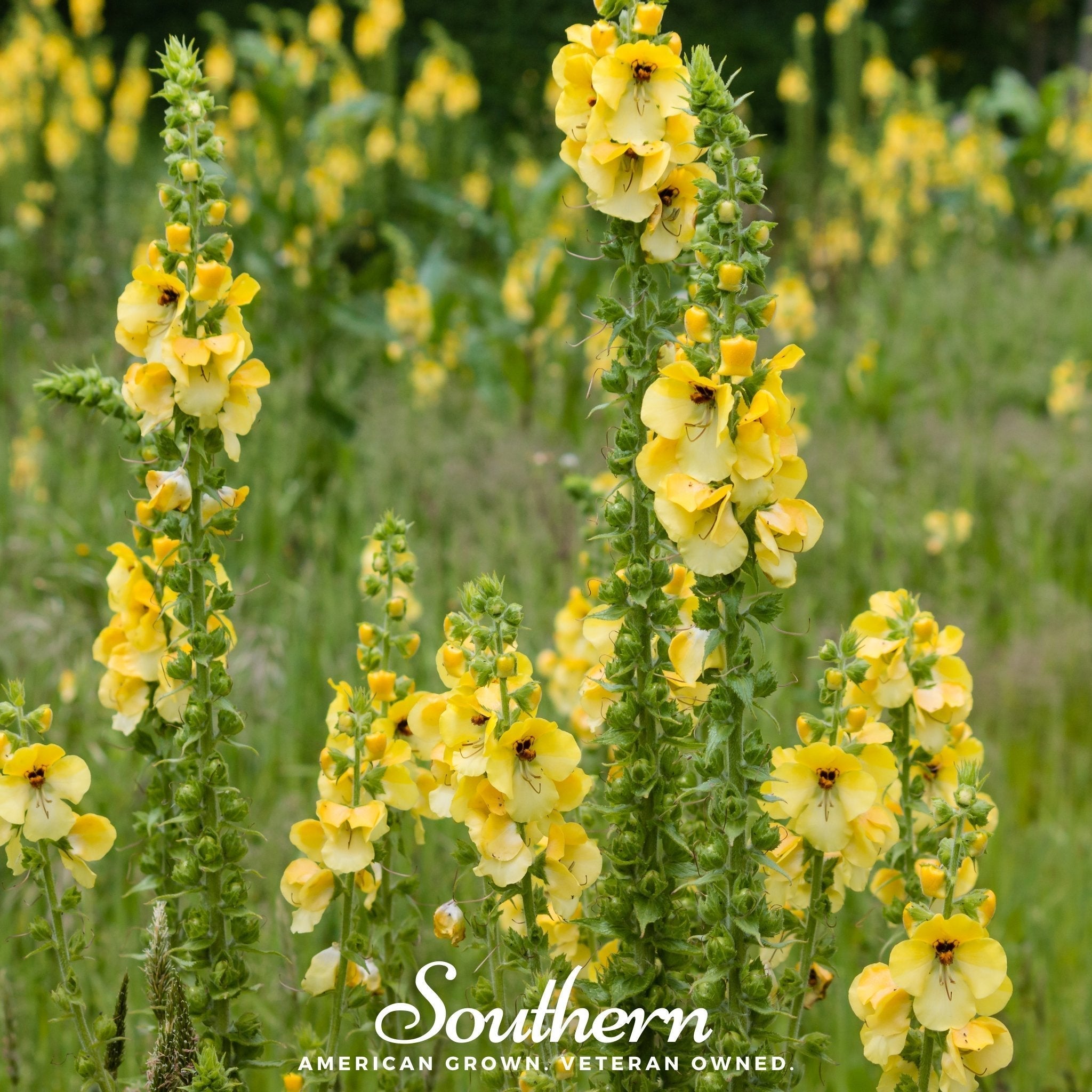Mullein – 200 Seeds