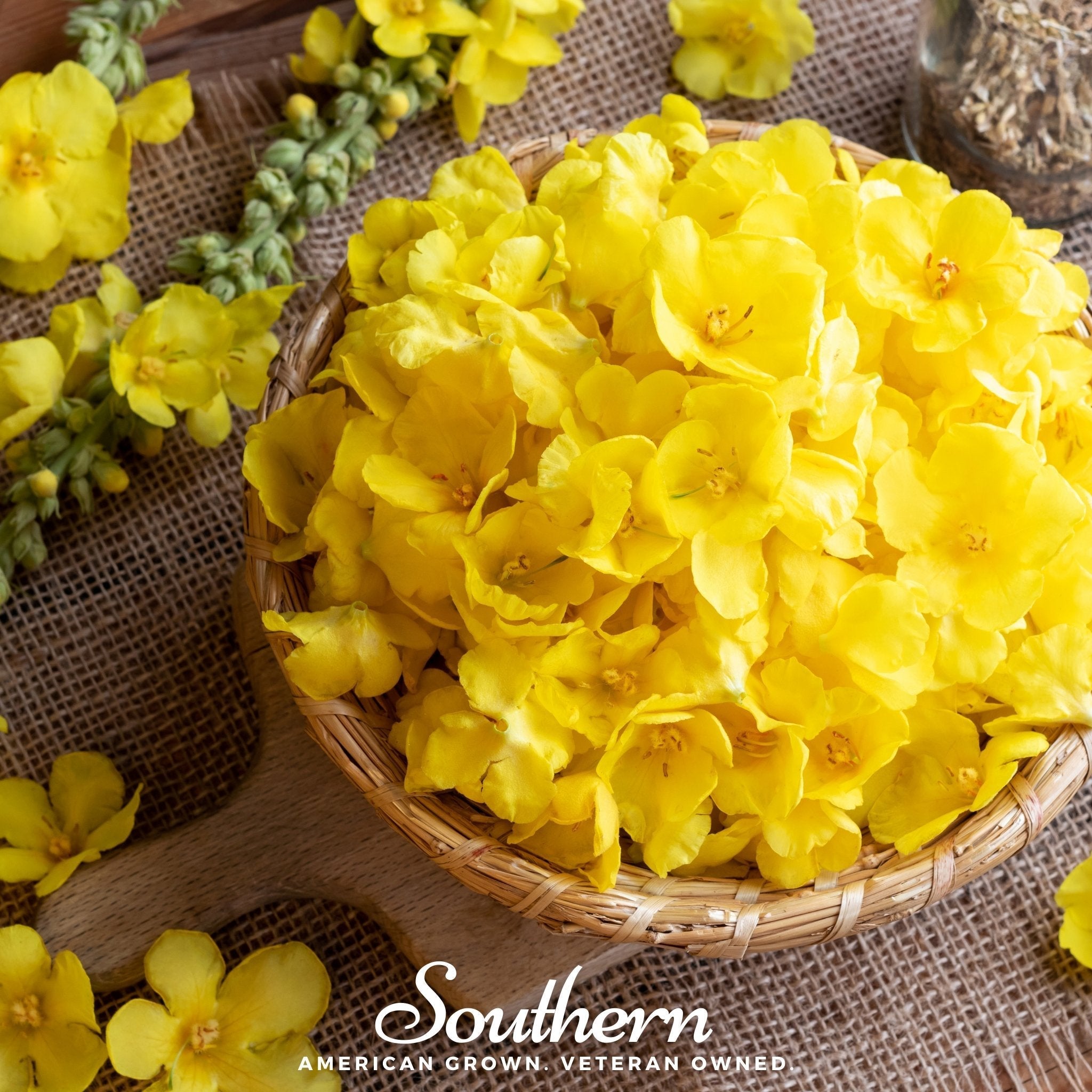 Mullein – 200 Seeds