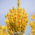 Greek Mullein – 100 Seeds