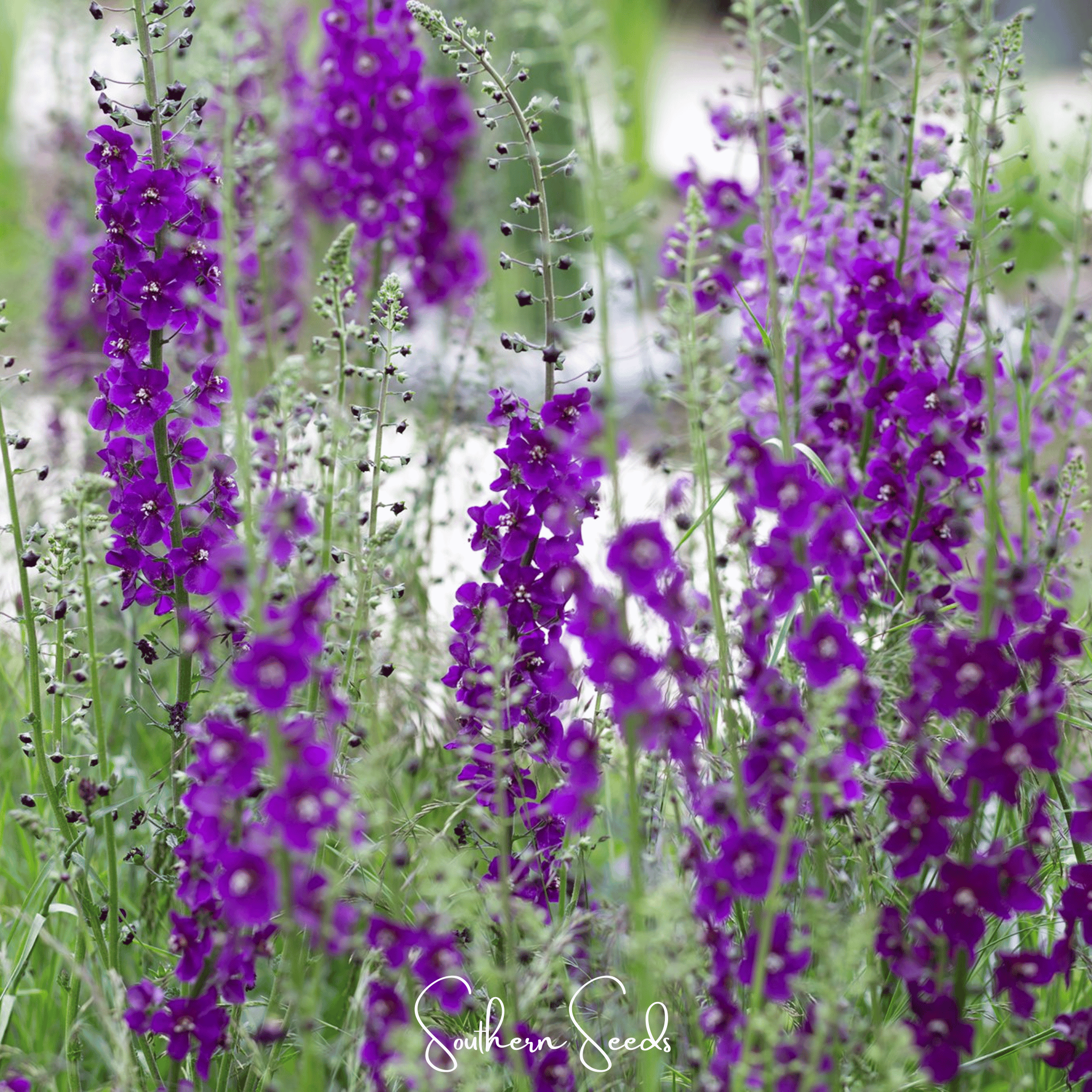 Purple Mullein – 50 Seeds