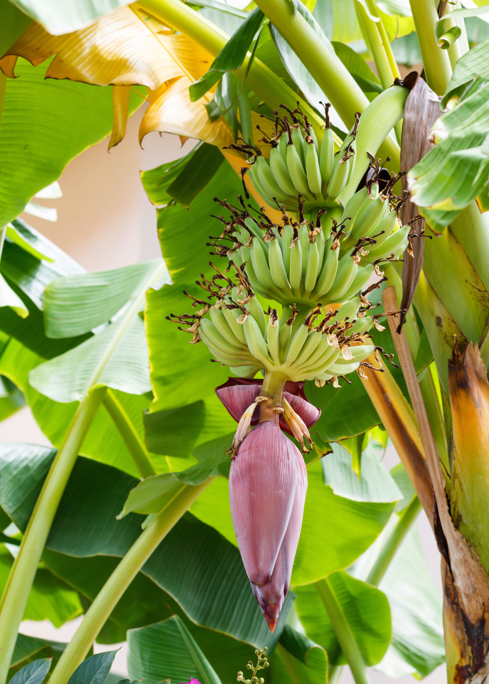 Banana 'Dwarf Green' (Musa acuminata)