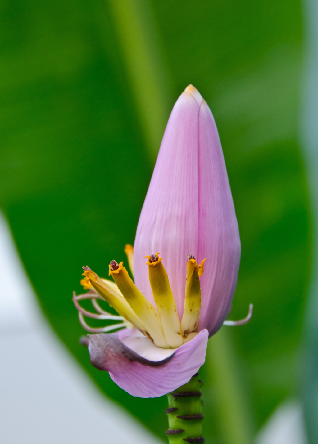 India Musa Indian Dwarf Banana (Musa manii) – Nate's Garden Supply