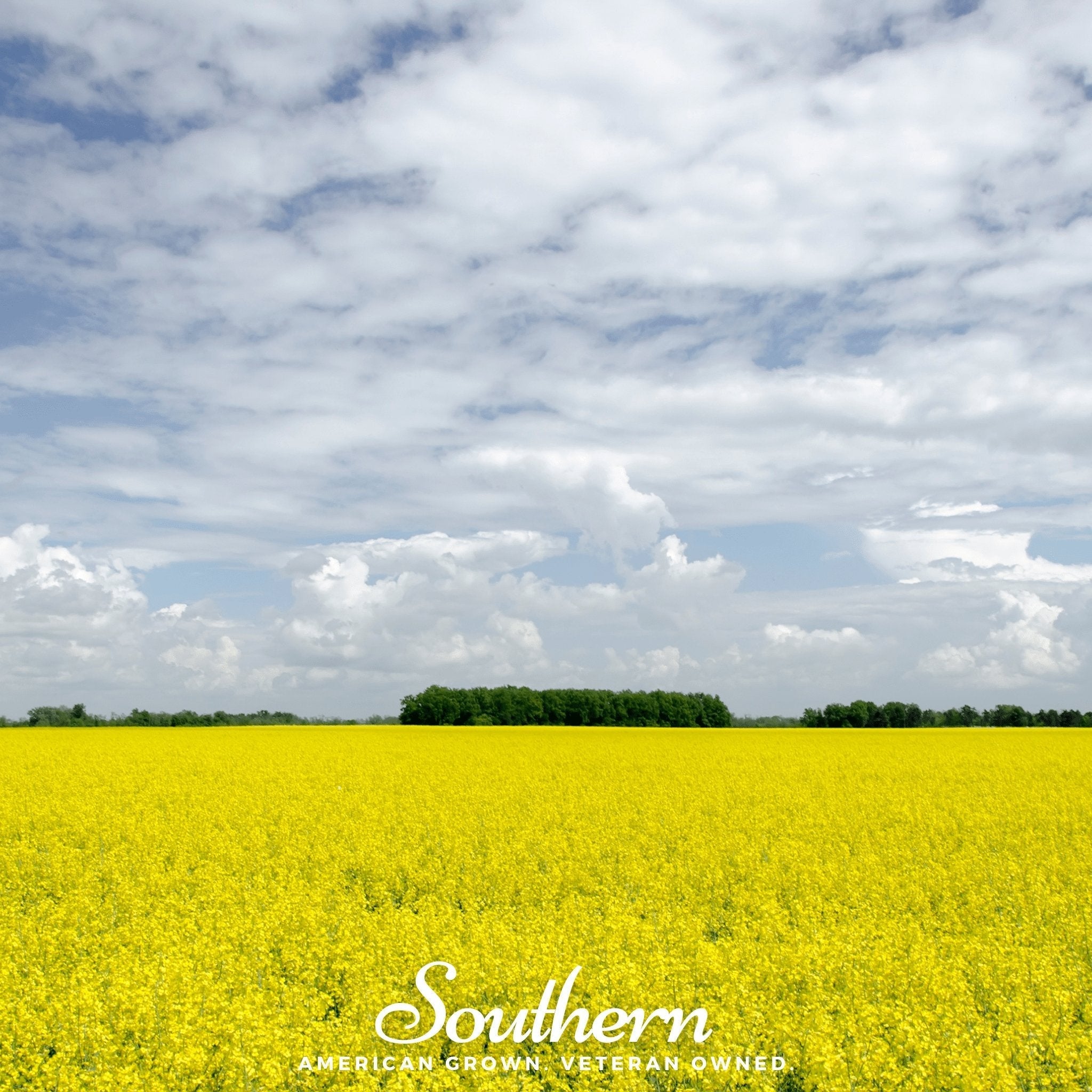 Yellow Mustard – 200 Seeds