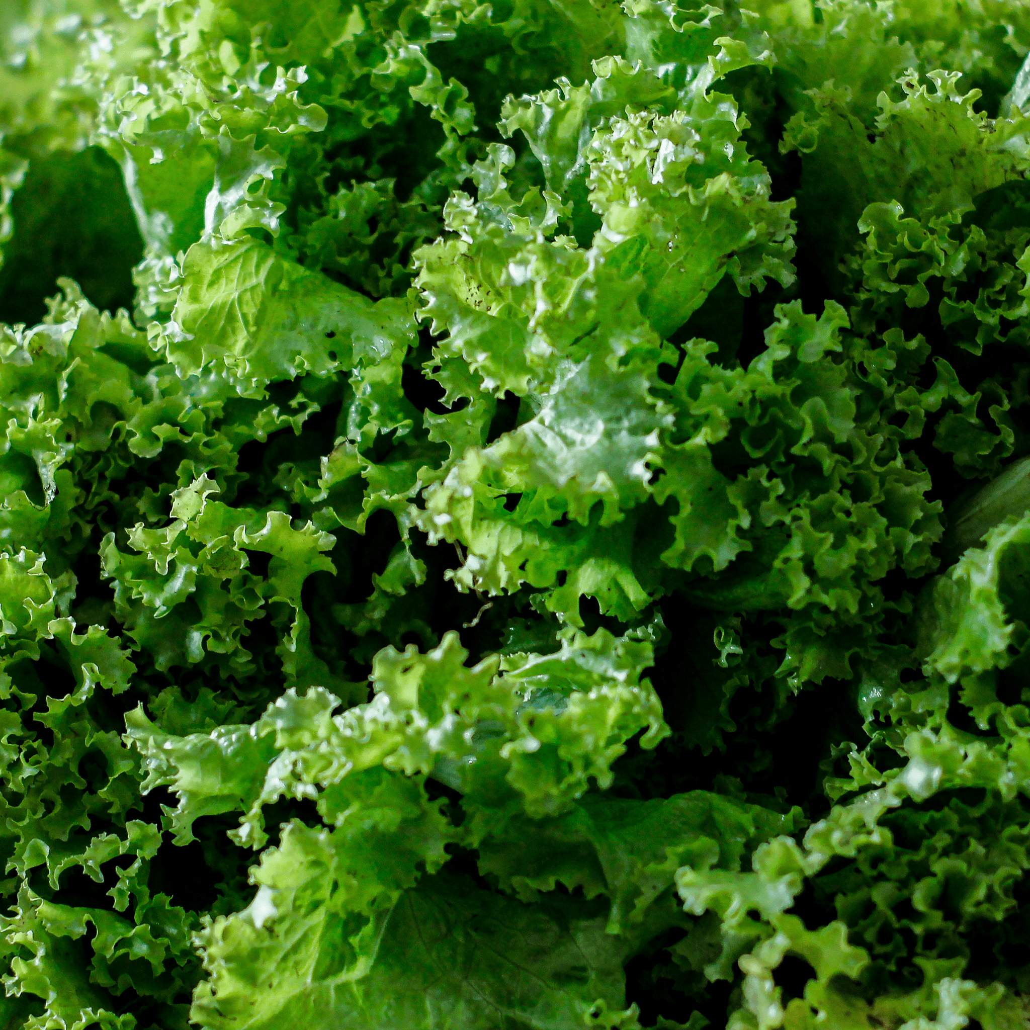 Mustard Greens Seeds
