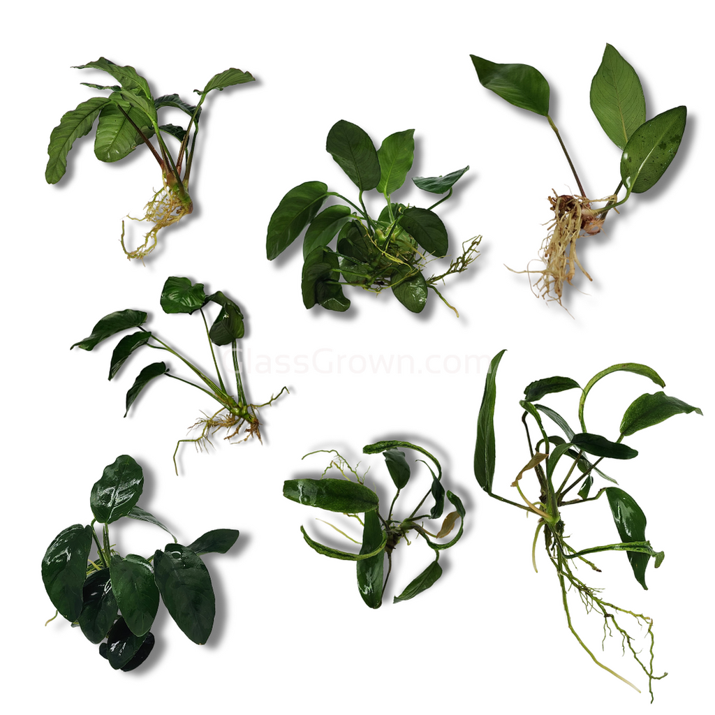 Assorted Anubias Plant Pack (3 or 5 Bare Root Plants)