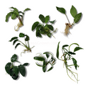 Assorted Anubias Plant Pack (3 or 5 Bare Root Plants)