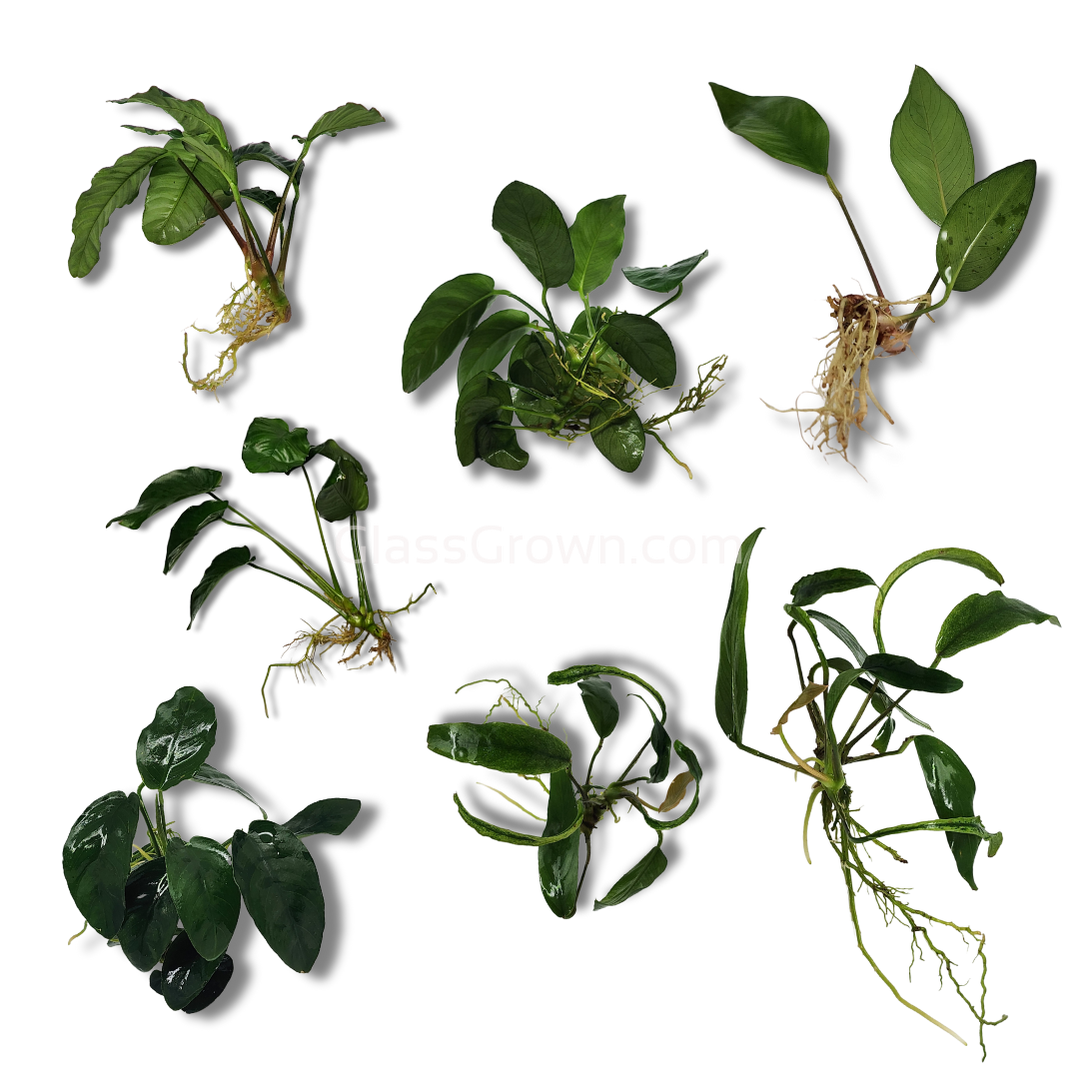 Assorted Anubias Plant Pack (3 or 5 Bare Root Plants)