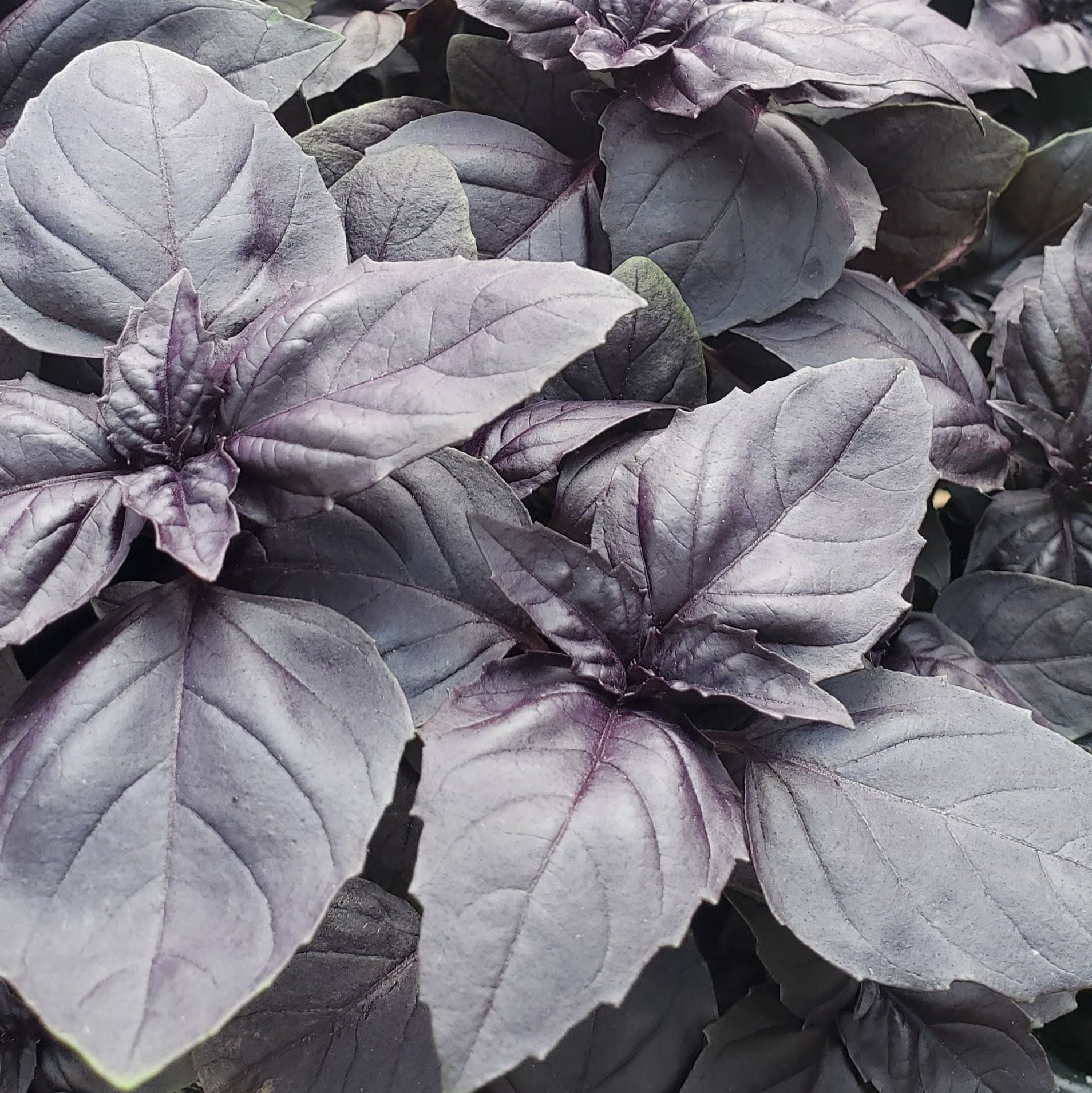 Dark Opal Basil