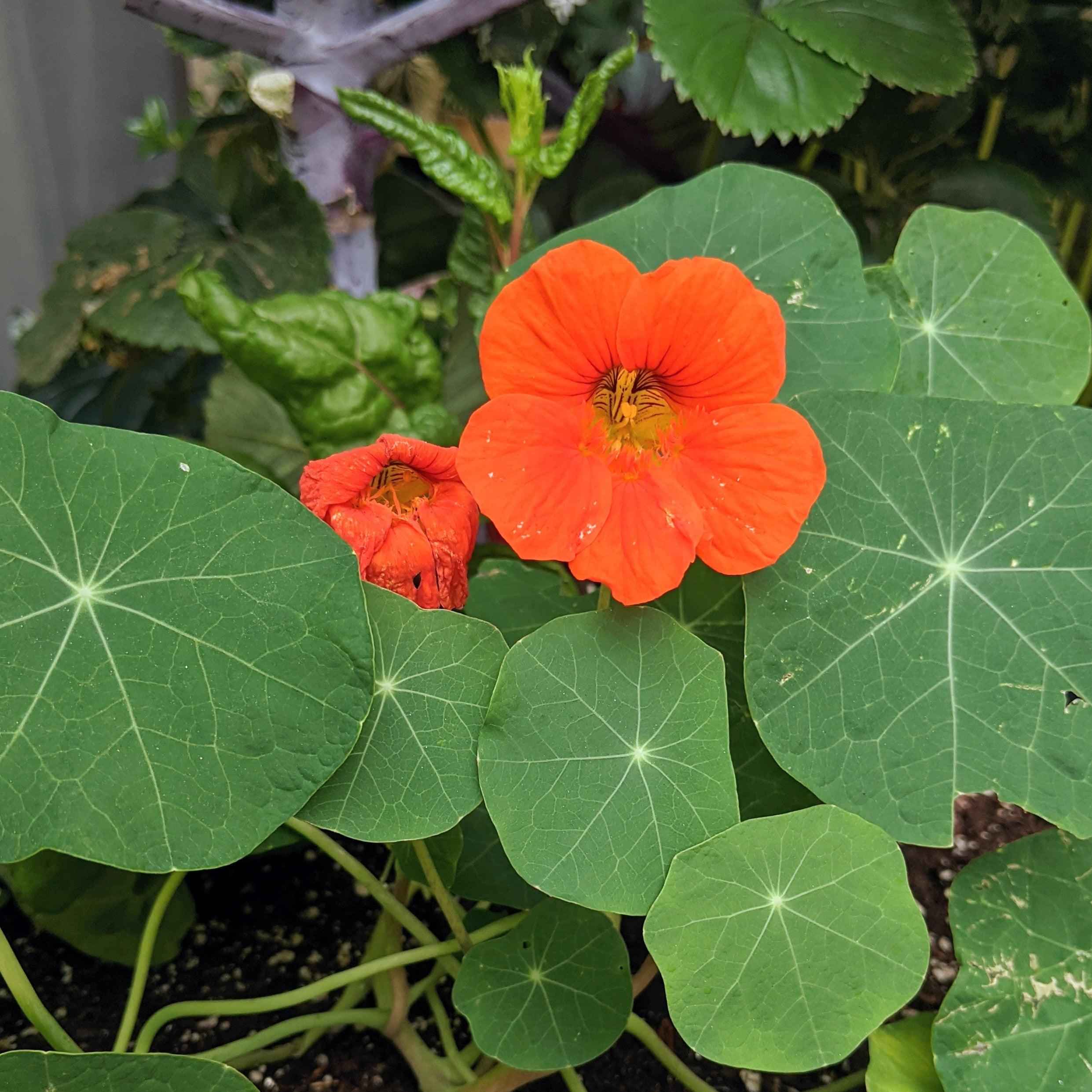 Nasturtium Seeds