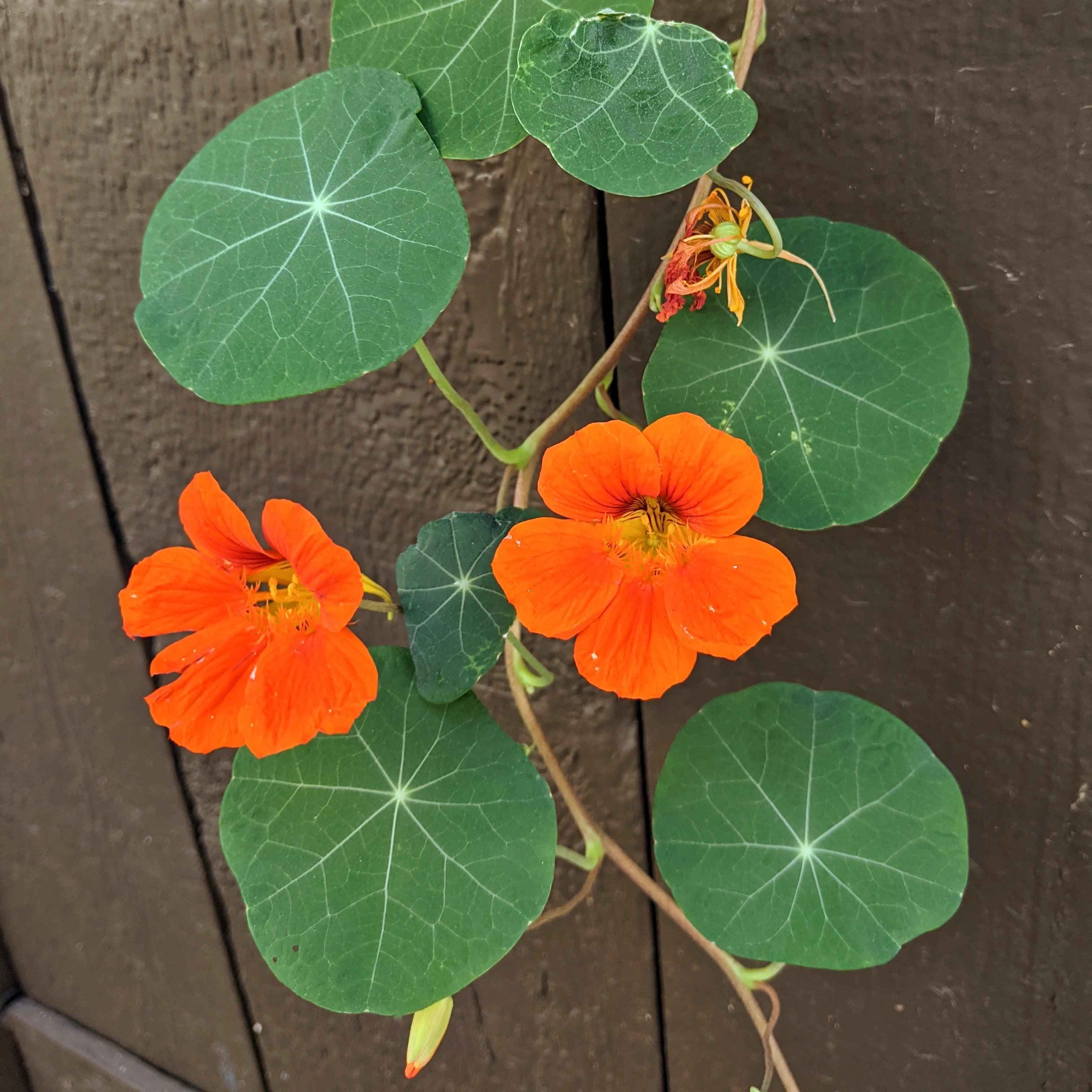 Nasturtium Seeds