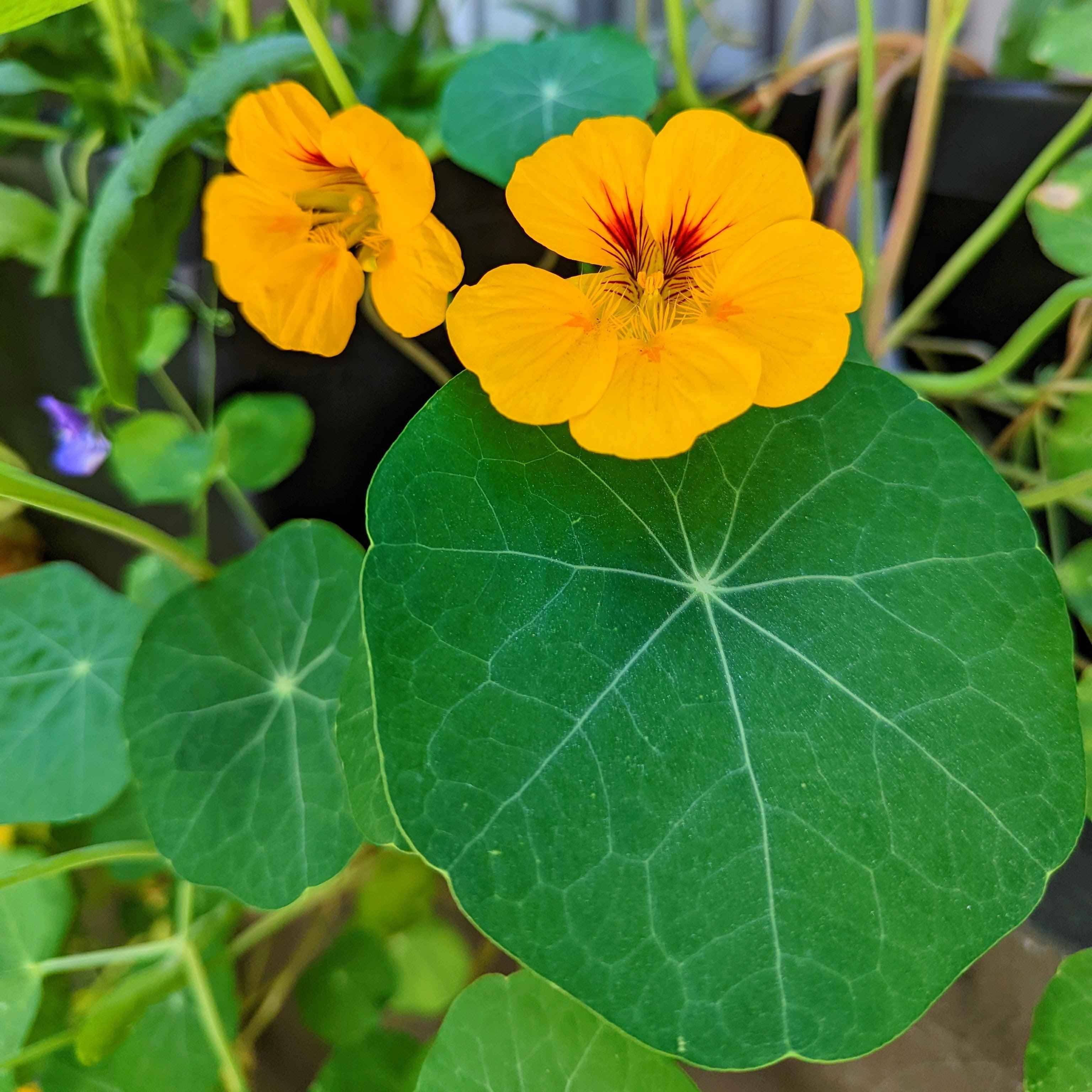 Nasturtium Seeds