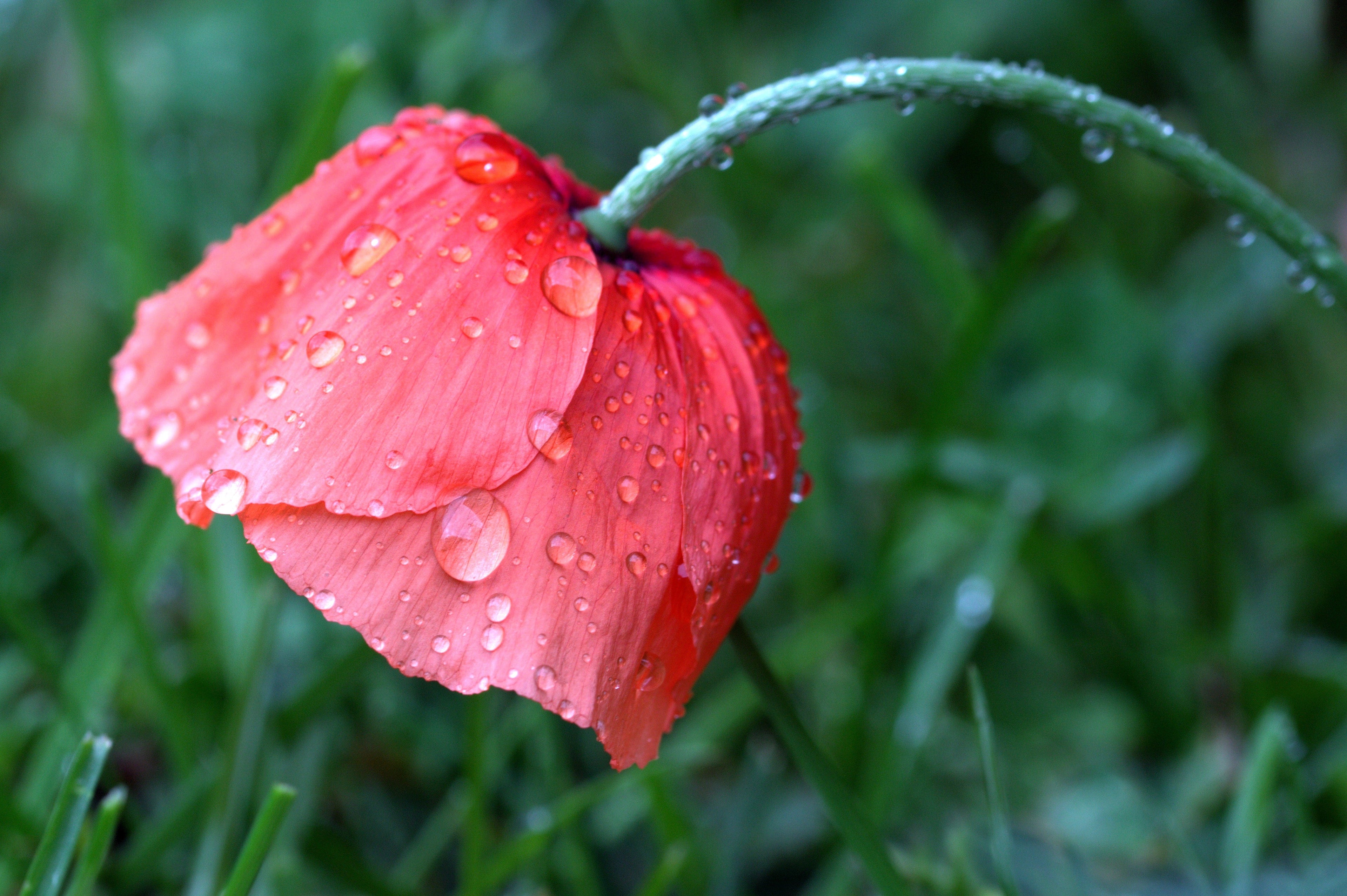 2000 MIXED Colors SHIRLEY POPPY ( aka Corn / Field / Flanders ) Papaver Rhoeas Flower Seeds