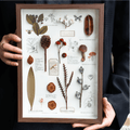 "Nature's Cabinet" Botanical Specimen Shadow Box