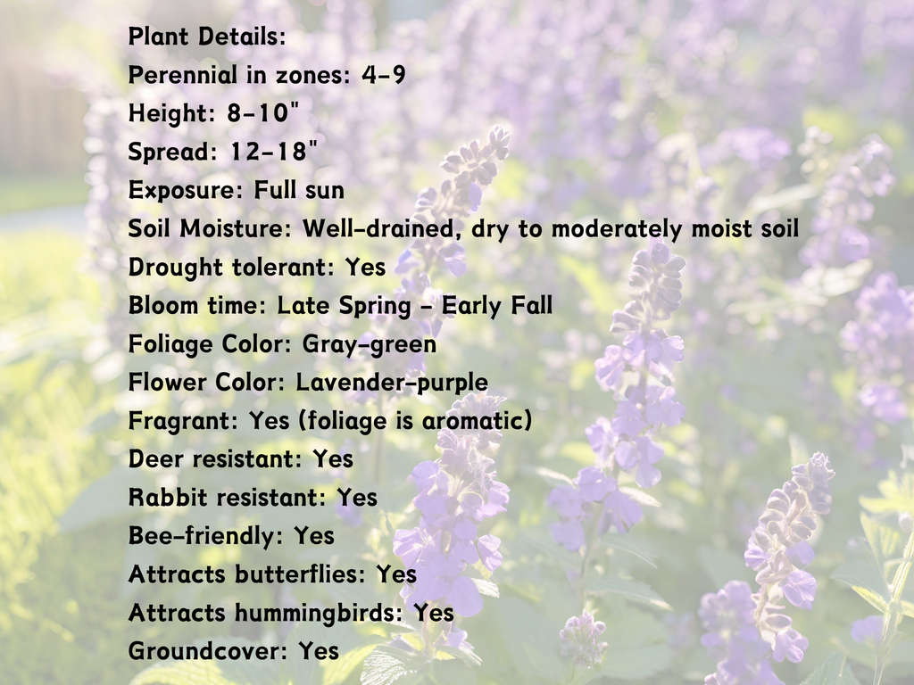Nepeta 'Little Trudy®'