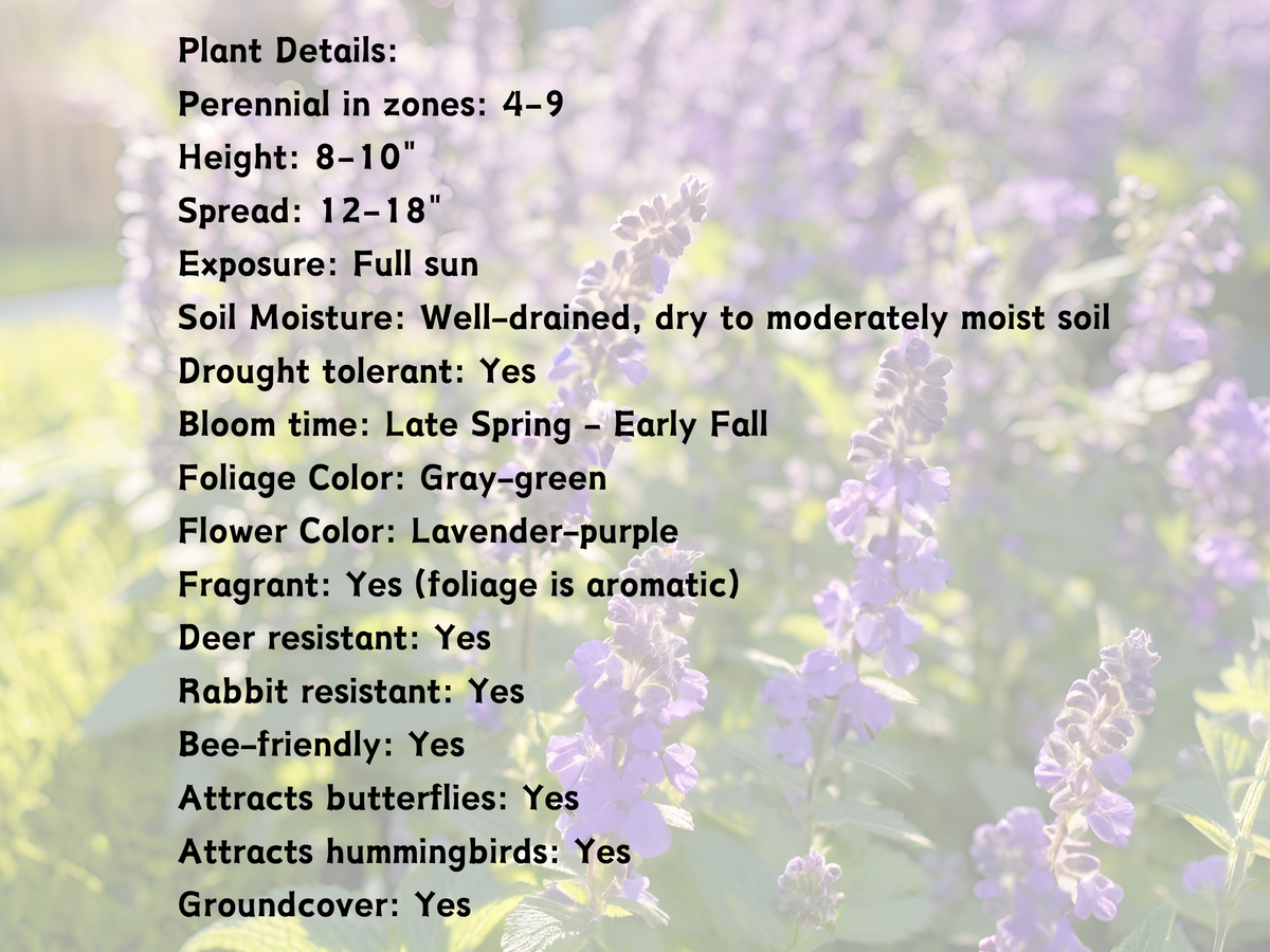 Nepeta 'Little Trudy®'