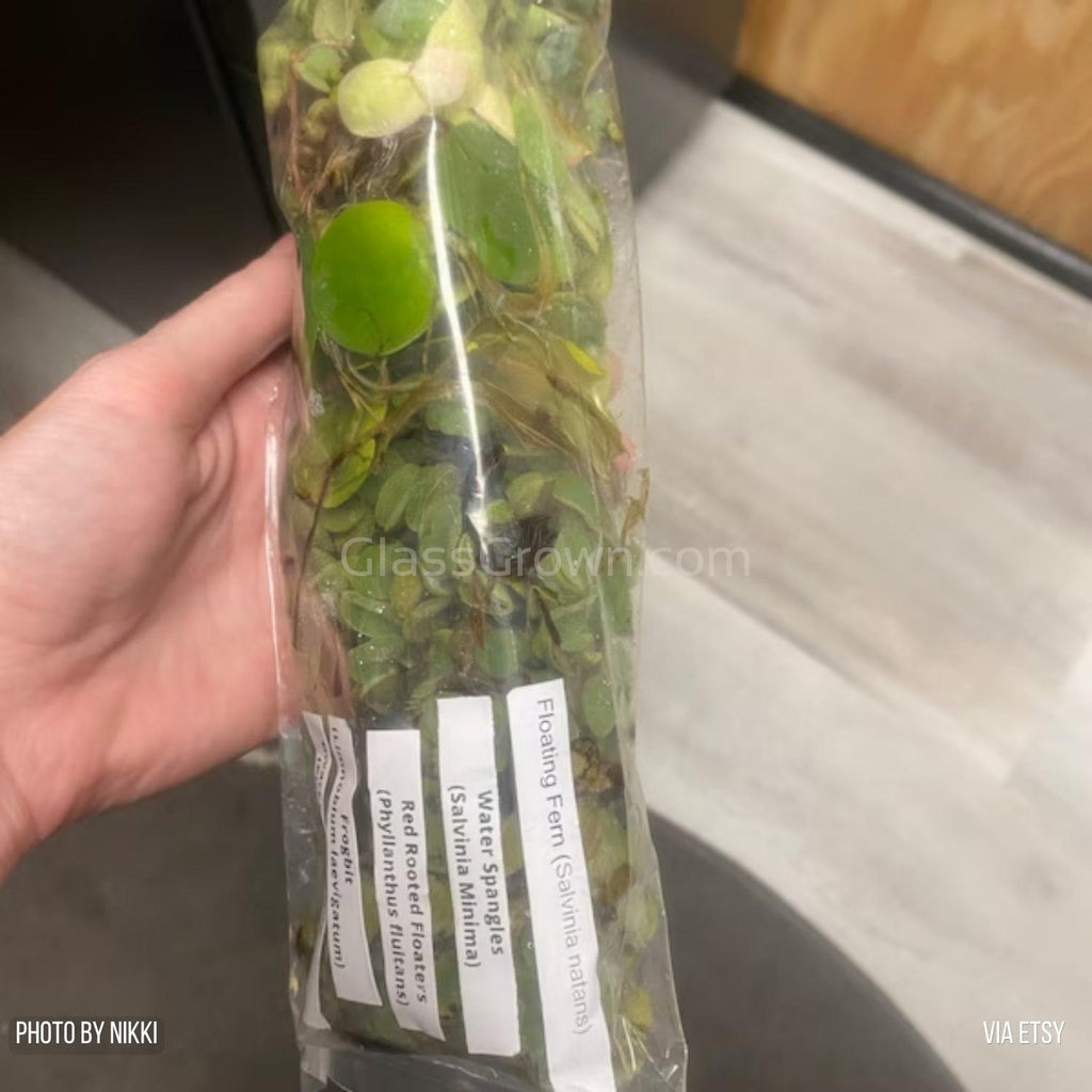 Mixed Floating Aquarium Plants 4oz Cup - Live Freshwater Floaters for Betta Shrimp Fry Safe