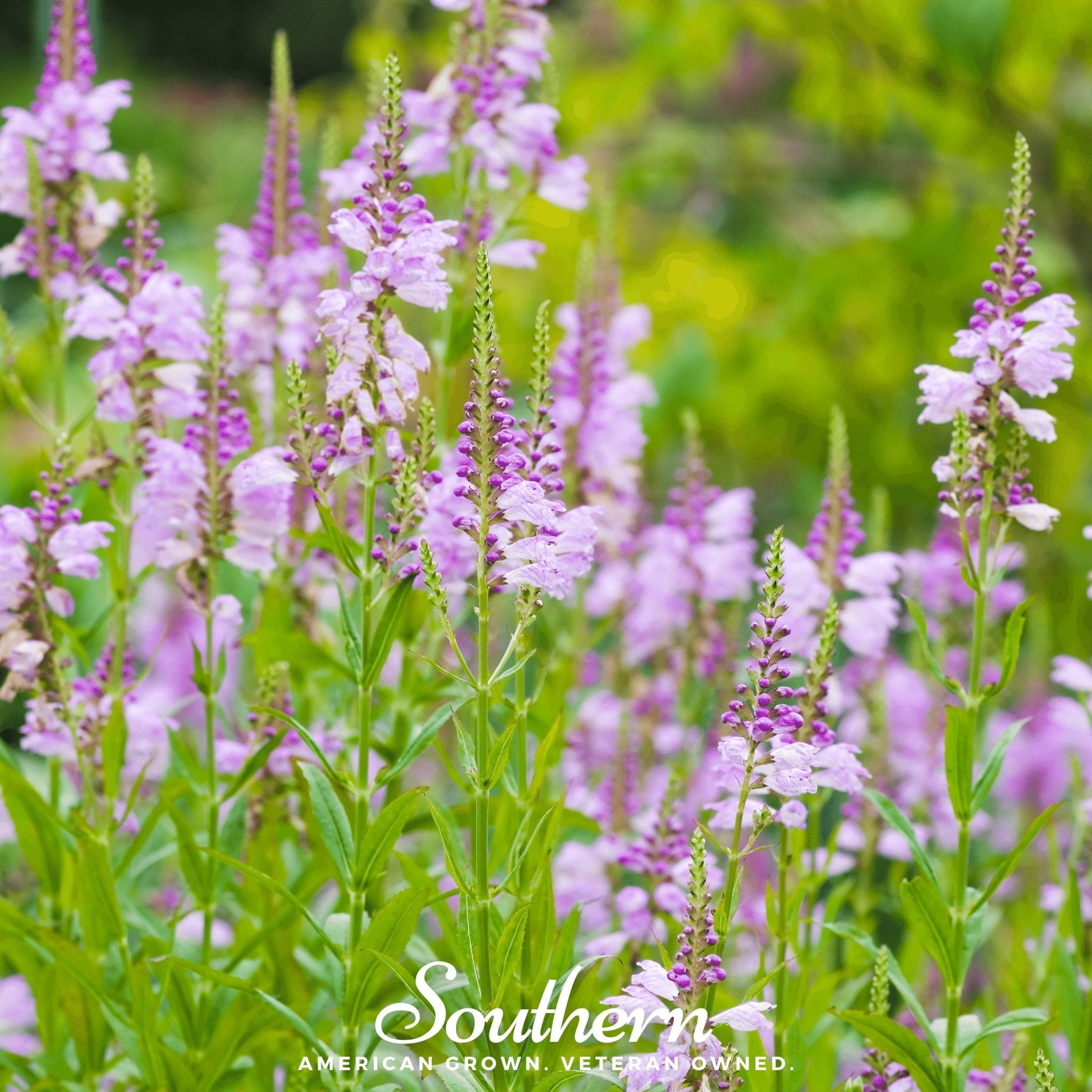 Obedient Plant – 25 Seeds