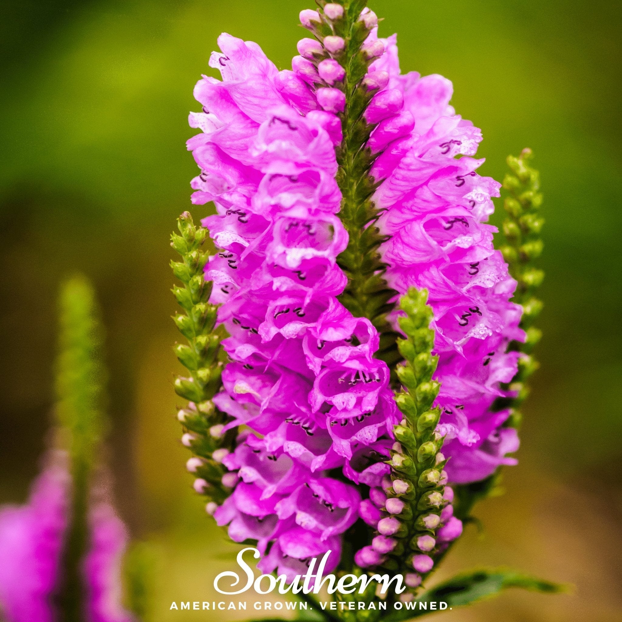Obedient Plant – 25 Seeds