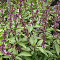 Thai Basil Seeds (Organic)