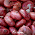 Red Cipollini Onion Seeds – Heirloom Non-GMO, Sweet Flavor, Allium fistulosum, 100 Seeds