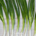 Evergreen Bunching Onion Seeds | Heirloom Allium Fistulosum for Fresh Green Onions & Continuous Harvest