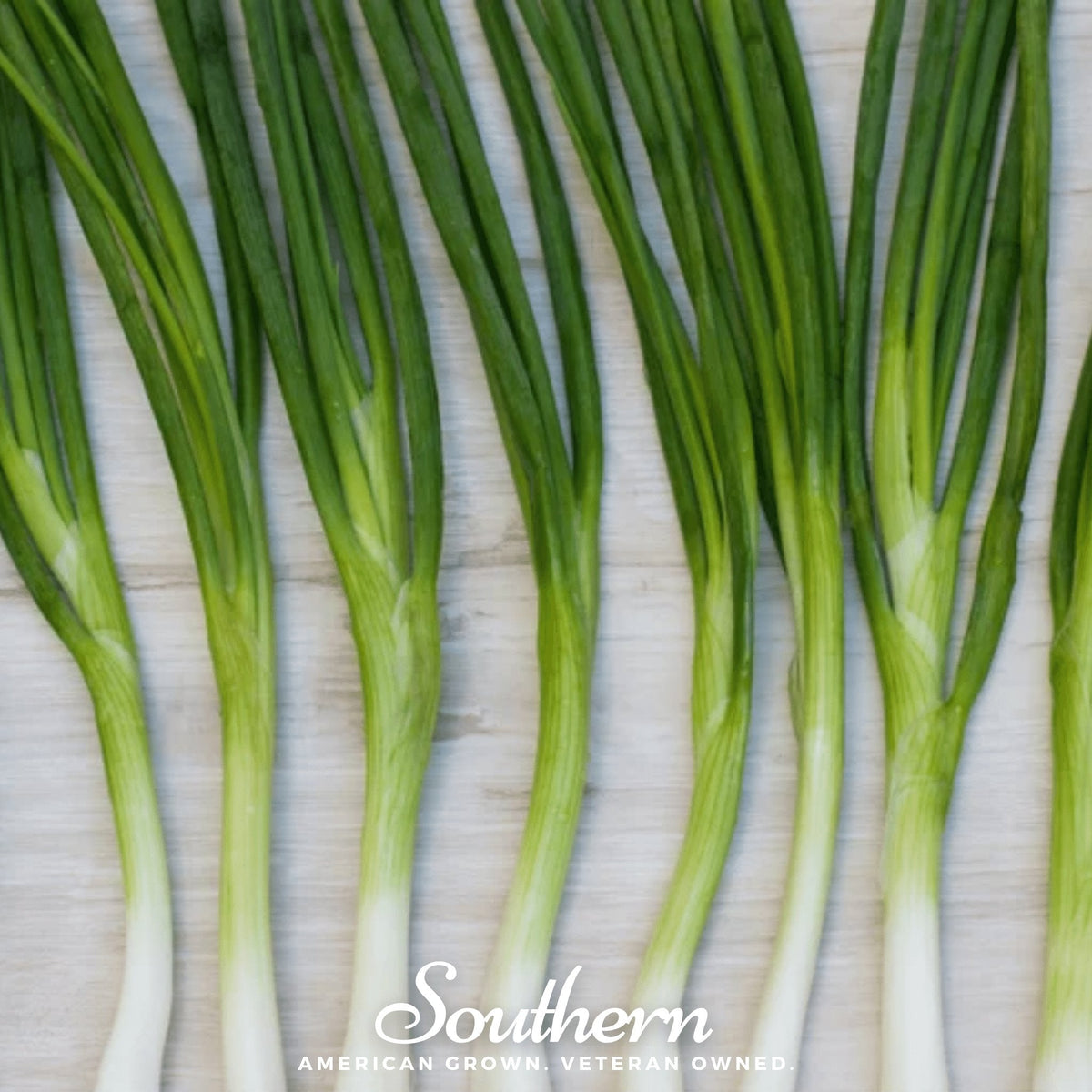 Evergreen Bunching Onion Seeds | Heirloom Allium Fistulosum for Fresh Green Onions & Continuous Harvest