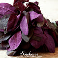 Red Plume Orach Seeds – Edible Ornamental Heirloom Atriplex hortensis for Garden, Salad, and Cooking