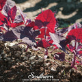 Ruby Red Orach Seeds – Heirloom, Non-GMO, Edible Leaf Herb, Salt Tolerance, European Native, 25 Seeds