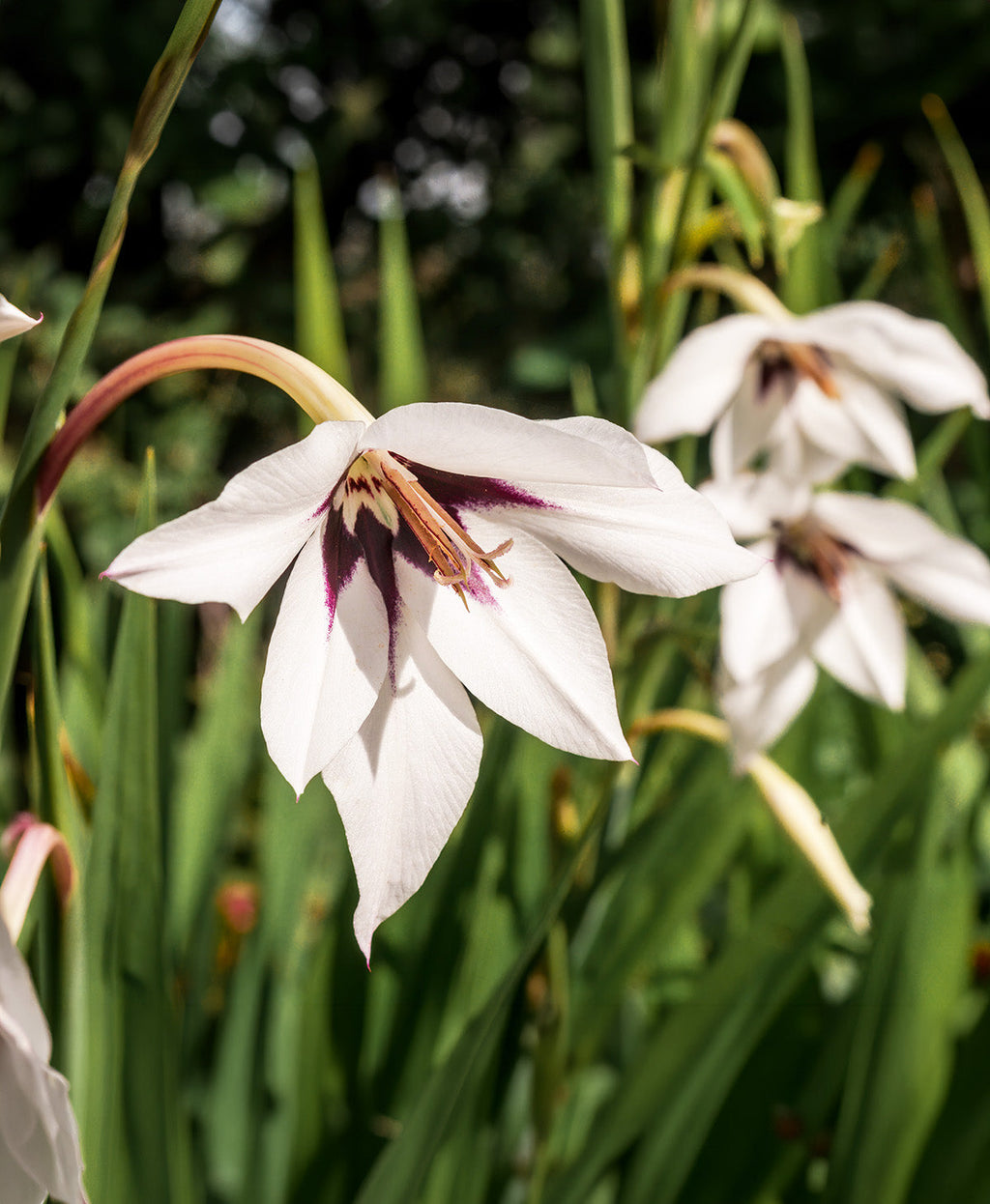 Orchid Glads - 25 bulbs