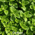 Greek Oregano Seeds - 200 Heirloom, Open Pollinated, Non-GMO, Perennial, Origanum vulgare subsp. hirtum