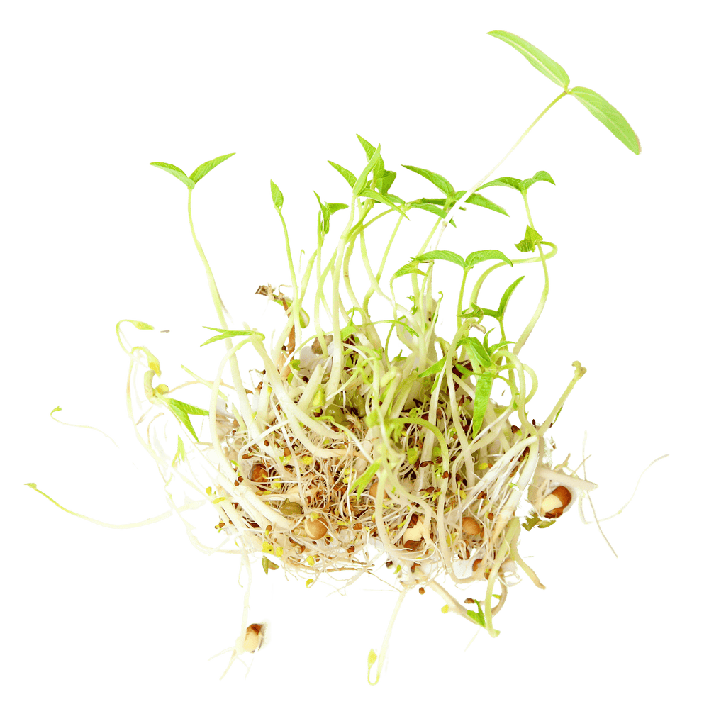 Organic Beans + Greens Sprouting Seed
