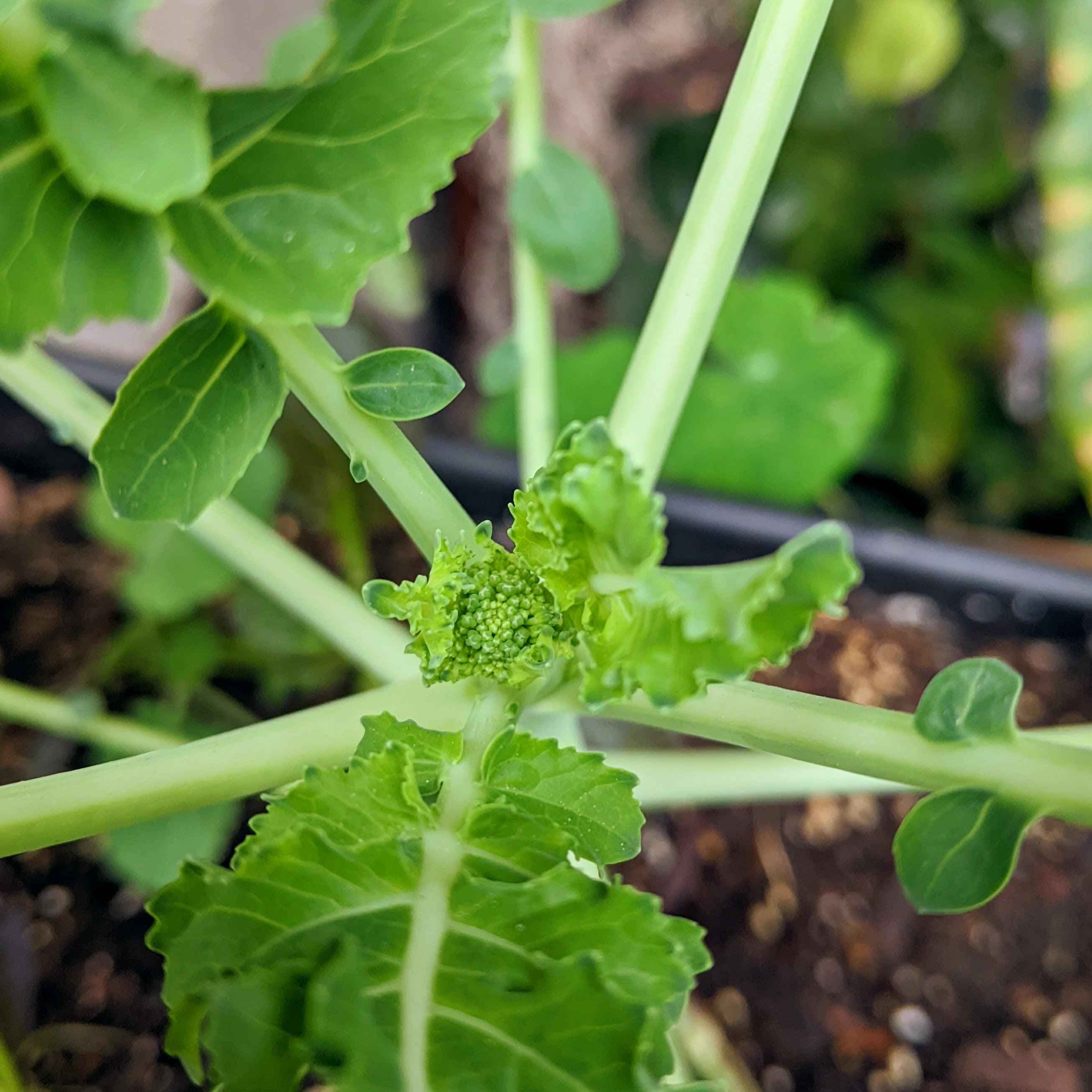 Organic Broccoli Seeds