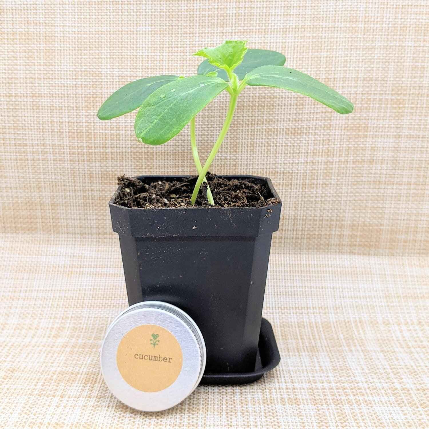 Organic Cucumber Seeds
