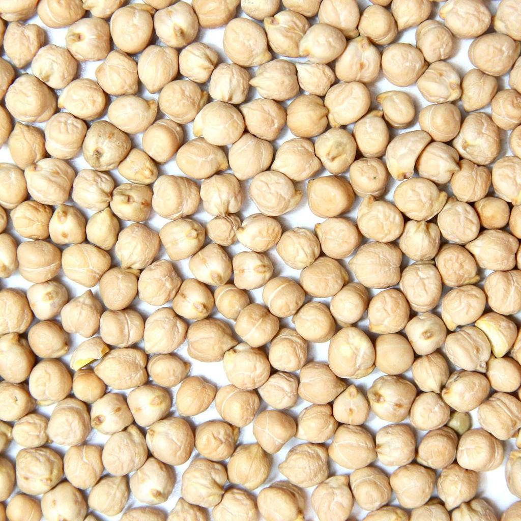 Organic Garbanzo Bean Sprouting Seed