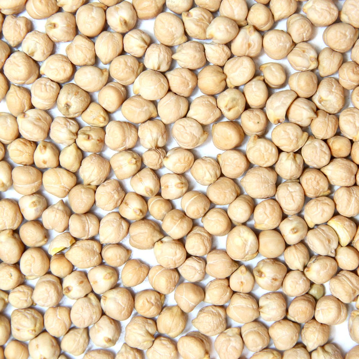 Organic Garbanzo Bean Sprouting Seed