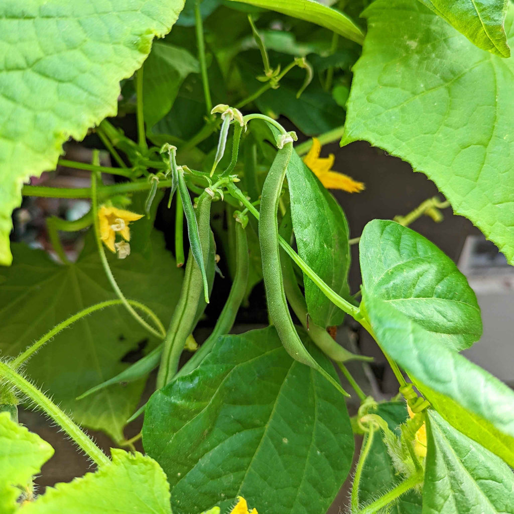 Organic Green Bean Seeds