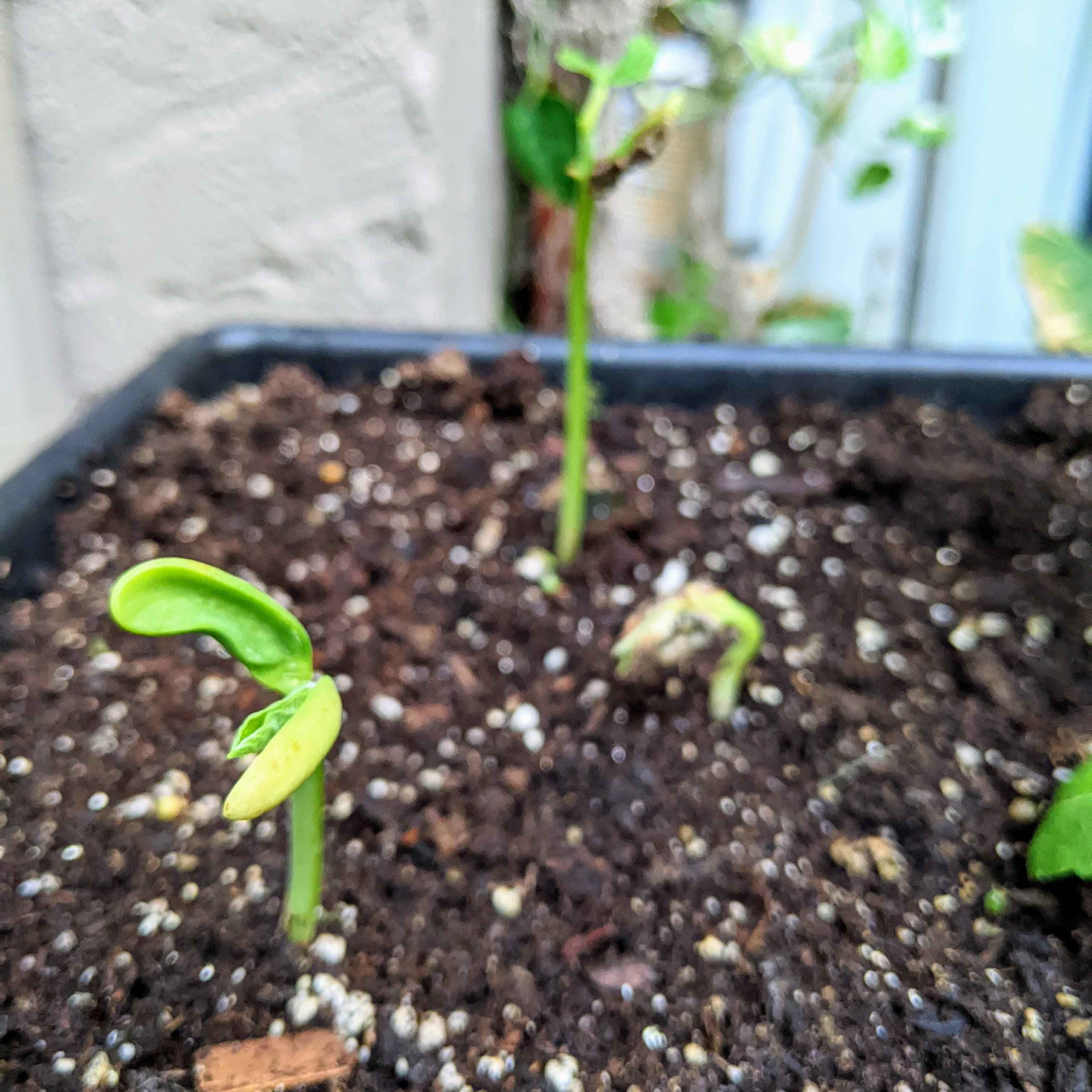 Organic Green Bean Seeds