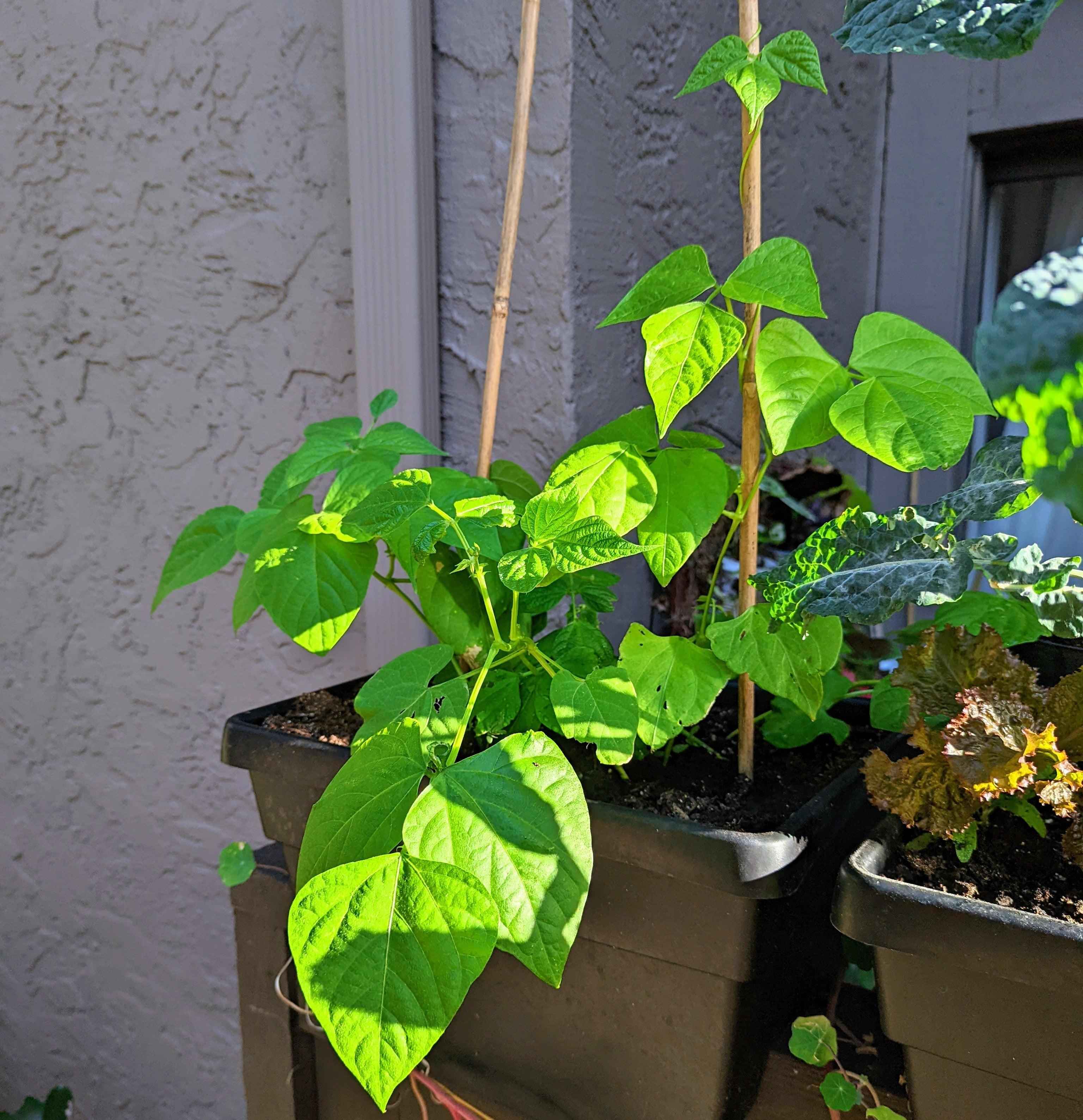 Organic Green Bean Seeds