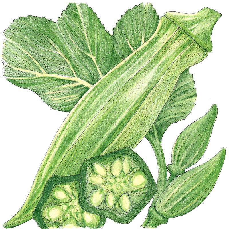 Clemson Spineless 80 Okra Seeds (Organic)