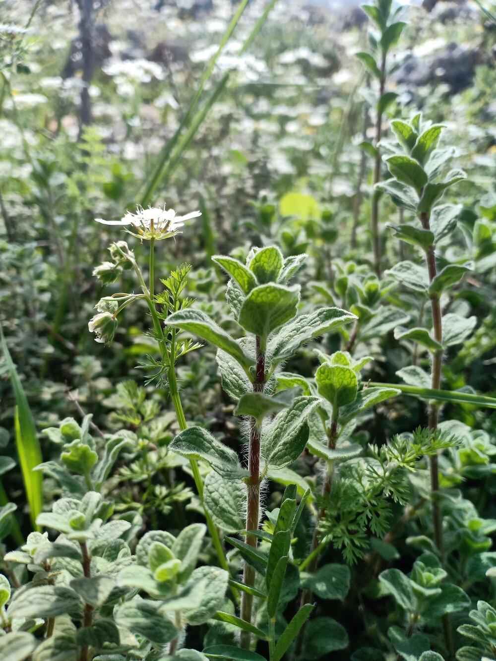 Organic Oregano Seeds