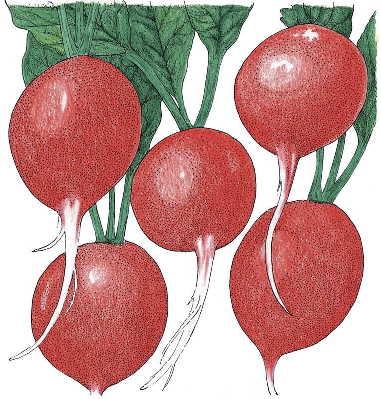 Cherry Belle Radish Seeds (Organic)