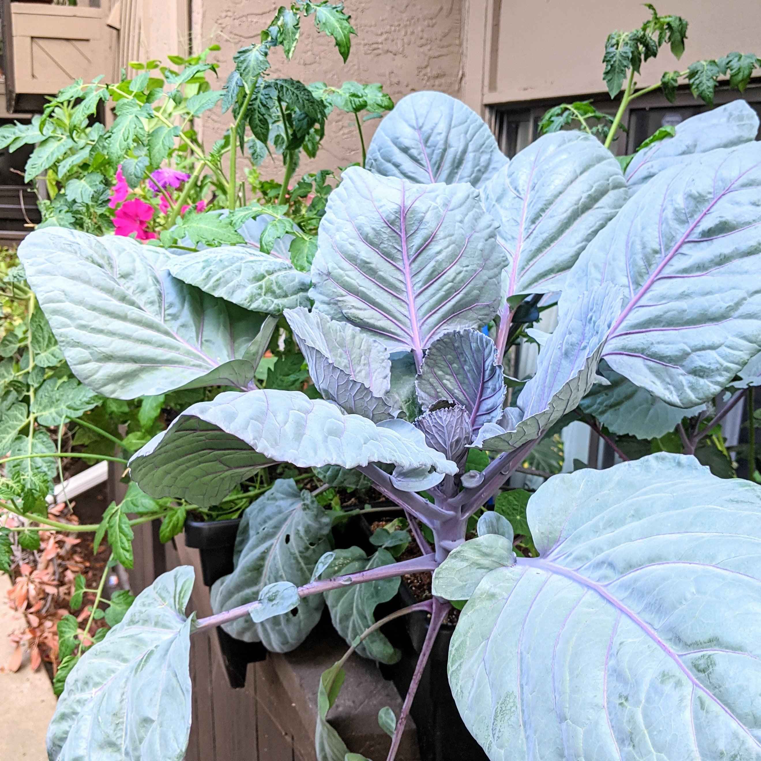 Organic Red Cabbage Seeds