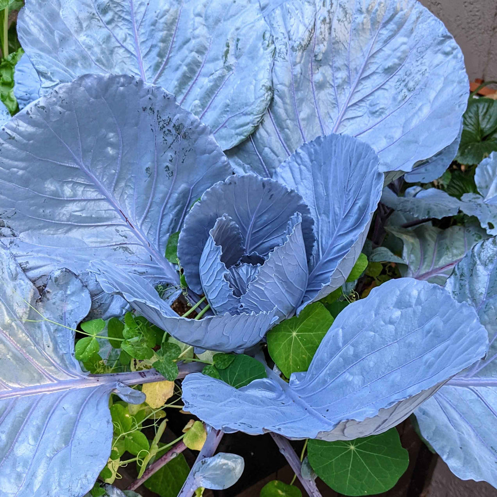Organic Red Cabbage Seeds