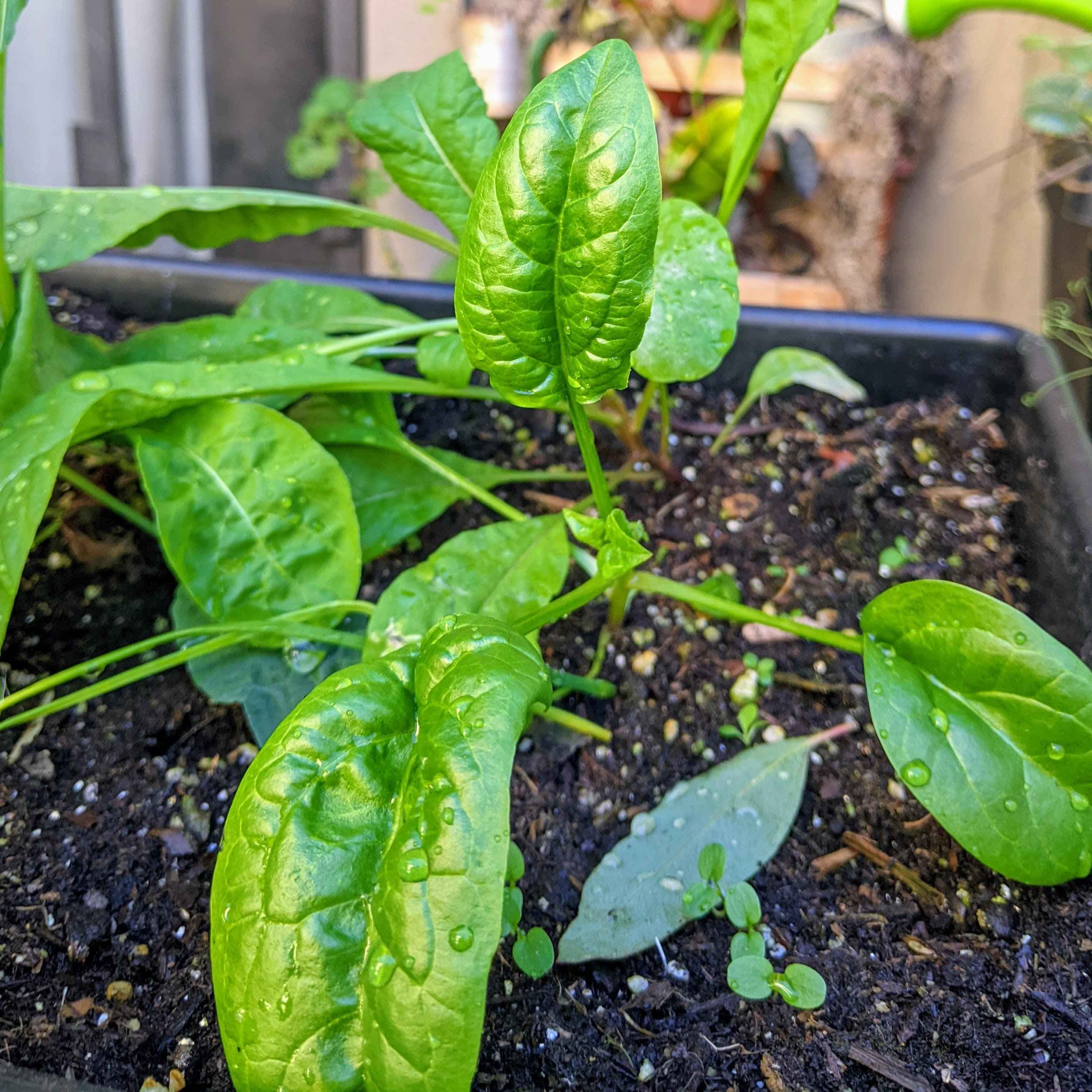 Organic Spinach Seeds